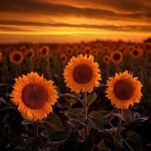 Meet your Posher, Lena